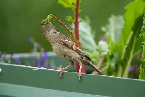 House sparrow (Passer domesticus) adult female bird feeding on a garden Swiss chard vegetable plant