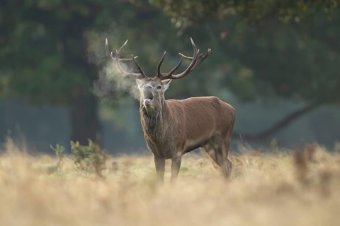 Red deer (Cervus elaphus) adult male stag animal roaring during the rut in autumn, England, United