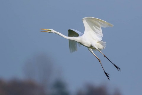Great Egret (Ardea alba) flying, Netherlands