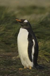 Gentoo Penguin (Pygoscelis papua), Falkland Islands