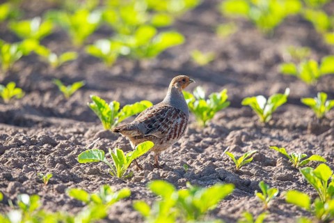 Grey partridge (Perdix perdix) Germany