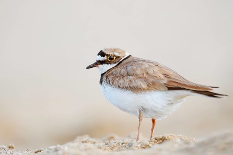 Little Ringed Plover (Charadrius dubius), North Rhine-Westphalia, Germany
