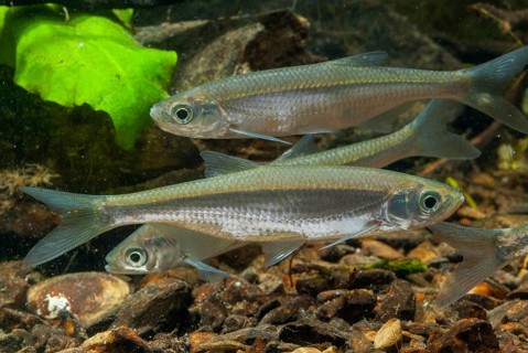 Ablette, alburnus alburnus, bleak, cyprinus alburnus, laugel, ukelei, onionfish, fish, fishes,