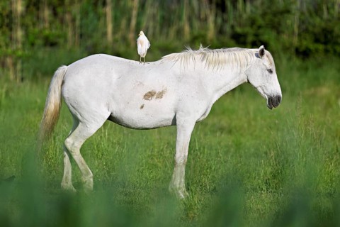 Camargue horse (Equus caballus), mare with a cattle egret (Bubulcus ibis) on her back,