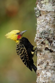 Blond-crested Woodpecker (Celeus flavescens) perched on a branch in the Atlantic Rainforest Region