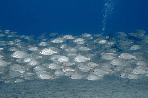 A school of fish, the armpit-spotted sea bream (Pagellus acarne), swim close together in the deep