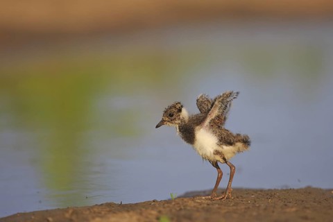 Northern Lapwing (Vanellus vanellus) chick, North Rhine-Westphalia, Germany