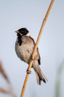 Emberiza Schoeniclus, reed bunting, birds, high size, portrait format, passeri, songbirds,