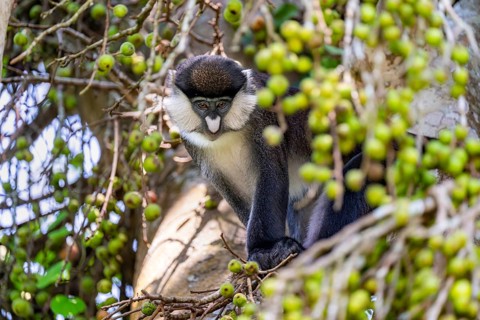 Red-tailed guenon or Congo white-nosed guenon (Cercopithecus ascanius schmidti), sitting on a tree,
