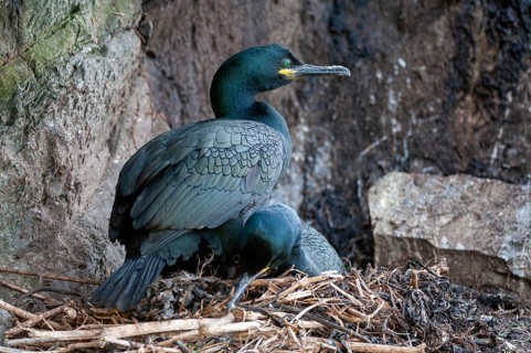 Common Shag, European Shag, Gulosus Aristotelis, Crow Shard, Norway, Phalacrocorax Aristotelis,
