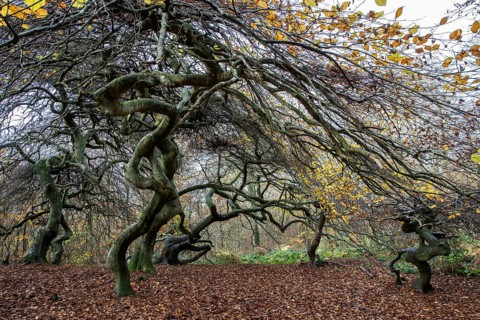 Süntelbuchen (Fagus sylvatica), cripple beeches, Hexenwald, Semper Forest Park, near Lietzow,