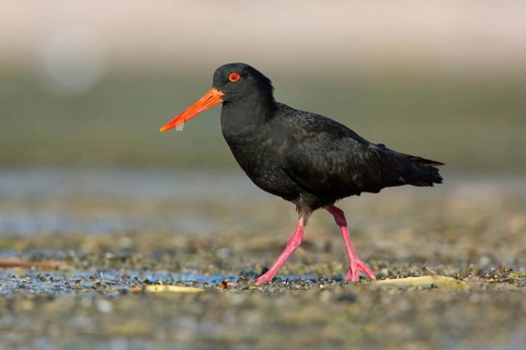 Sooty Oystercatcher (Haematopus fuliginosus) foraging, South Australia, Australia