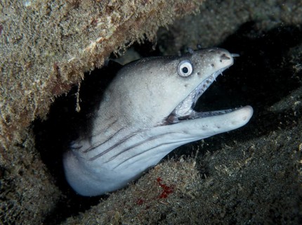 A Prince August moray eel (Muraena augusti) protrudes from a reef, its mouth wide open, dive site: