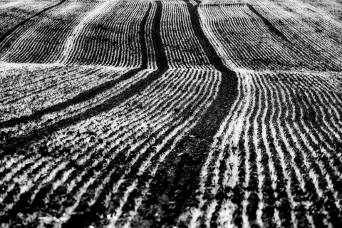 Cool-season cereals in autumn, Oberweser, Weser Uplands, Weserbergland, Hesse, Germany