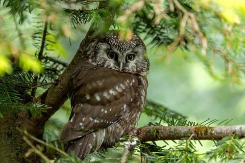 An owl sits alertly on a twig in a green forest, an adult Ural owl (Strix uralensis) perched on a
