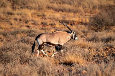 Oryx (Oryx gazella) on a sand dune, Kalahari Desert, Kgalagadi Transfrontier Park, South Africa
