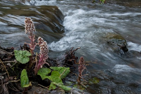 Asteraceae, butterbur, common butterbur, daisy, butterbur, petasites hybridus, red butterbur,