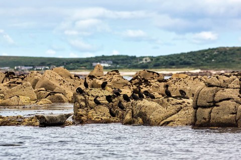 Colony of grey seals (Halichoerus grypus) and cormorants (Phalacrocoracidae) on rocky islands,