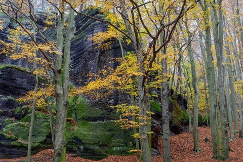 Autumnal colorful beech forest and sandstone cliffs, Großer Winterberg, Saxon Switzerland National