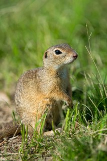 Citellus citellus, Czech Republic, European ground squirrel, common ground squirrel, rodents,