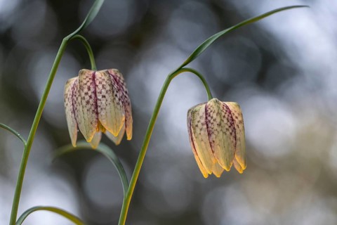 Snake's Head Fritillary (Fritillaria meleagris), Emsland, Lower Saxony, Germany