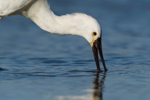 Eurasian Spoonbill (Platalea leucorodia) foraging, Eilat, Israel