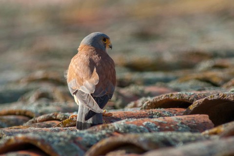 Falco naumanni, lesser kestrel, rubella falcon, birds, extremadura, falcon, falconiformes, falcons,