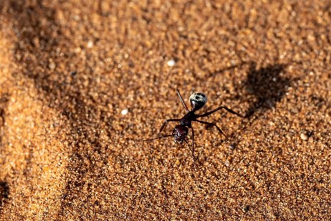 Namib Desert Ant (Camponotus detritus), Namib, Namib Desert, Namib-Naukluft National Park, Namibia