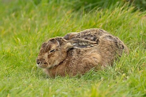 European brown hare (Lepus europaeus) adult animal sleeping in a grass field, England, United