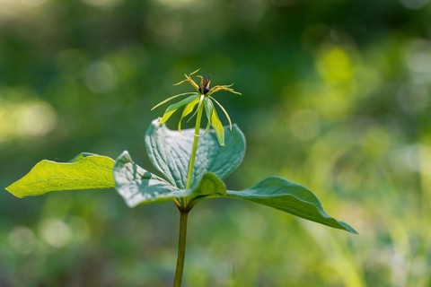 Three-leaf family, unicereal, paris quadrifolia, trilliaceae, four-leaf uniceberry, flora,