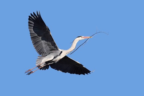 Grey heron (Ardea cinerea) in flight with nesting material, North Rhine-Westphalia, Germany