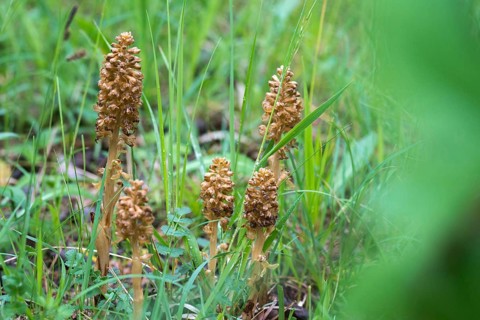 Bird's-nest orchid nidus-avis, nestwort, orchidaceae, orchids, orchid family, bird nestwort,