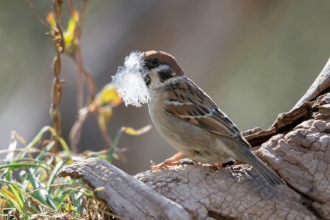 Tree sparrow, Passer Montanus, sparrow, tree sparrow, birds, feather, nest building, passeri,