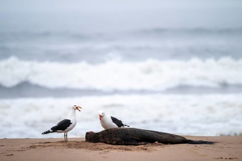 Two seagulls feed on a dead seal on the beach, Atlantic coast, Namib Naukluft Park, Namib Desert,