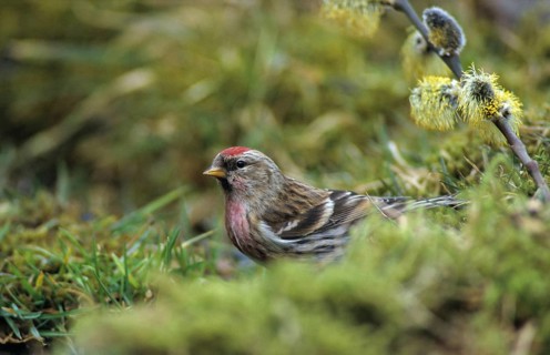 Acanthis flammea, birch siskin, redpoll, birds, spring, leo, male, passeri, songbirds, songbirds,