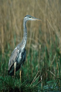 Ardea cinerea, heron, gray heron, birds, ciconiiformes, adolescent, high size, portrait, juvenile,