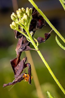A praying mantis hunting a ladybird amongst plants, a ghost mantis in a meadow near Windhoek,