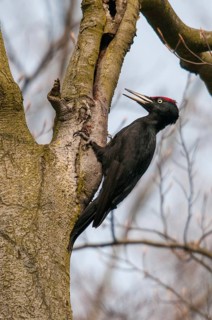 Black Woodpecker, Dryocopus Martius, Black Woodpecker, Birds, Spring, High Size, Portrait Format,
