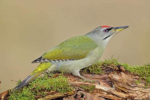 Grey Woodpecker (Picus canus), a male perched on a tree stump covered in moss and lichen whilst