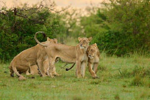 Four lions gathered in a green landscape on the savannah, lion (Panthera leo), Masai Mara National