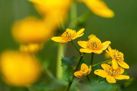 Caltha palustris, buttercup, ranunculaceae, marsh marigold, flora, high size, king cup, marsh