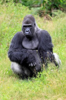 Western gorilla (Gorilla gorilla), adult, male, silverback, sitting on the ground