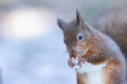 Red squirrel (Sciurus vulgaris) adult animal eating a nut in snow in winter, England, United