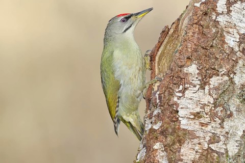 Grey-headed Woodpecker (Picus canus), a male perched on the trunk of a grey birch (Betula