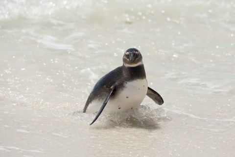 African Penguin (Spheniscus demersus) on beach, South Africa