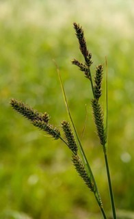 Carex Hartmanii, Carex Hartmaniorum, Cyperaceae, Hartman's sedge, sour grasses, sedge, flora, high