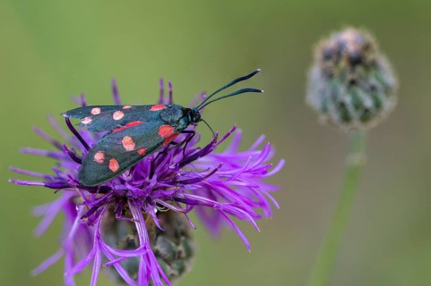 Ringed crown pea ram, billowing burnet, variable burnet moth, variable red ram, zygaena ephialtes,