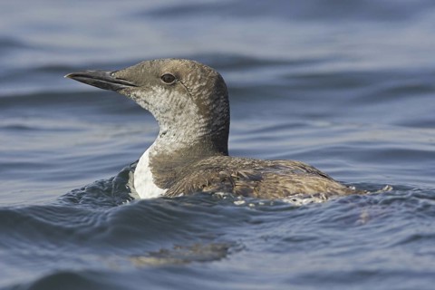 Common Murre (Uria aalge), Newfoundland, Canada