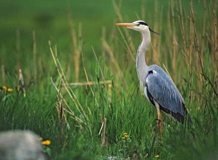 Ardea cinerea, heron, gray heron, adult, birds, ciconiiformes, adult, sexually mature, leo, heron,