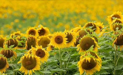 Horizontal close-up view of vibrant yellow blooming sunflowers (Helianthus annuus) in a field with
